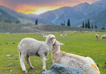 Chandigarh Start: 5 Days Srinagar Experience