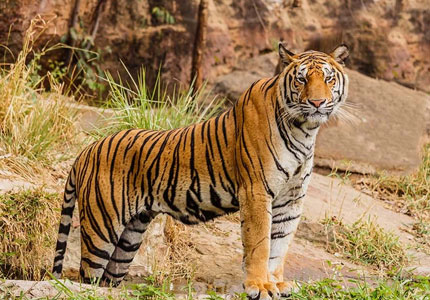 Dalhousie Wildlife Escape from Chandigarh